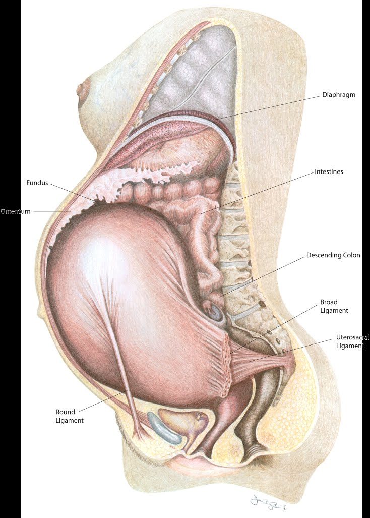 utérus-enceinte